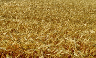 épis de blé dans un champ doré
