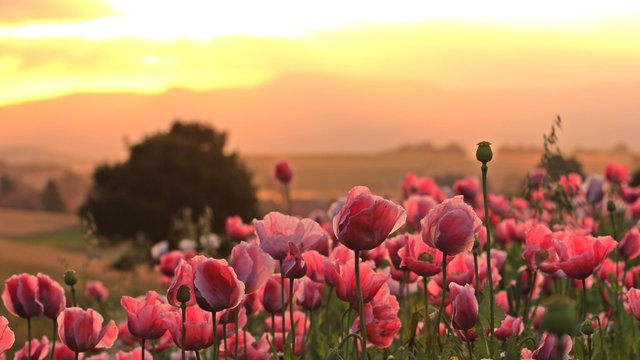 Schlafmohnbl&uuml;te (Papaver somniferum) in Germerode bei Sonnenaufgang