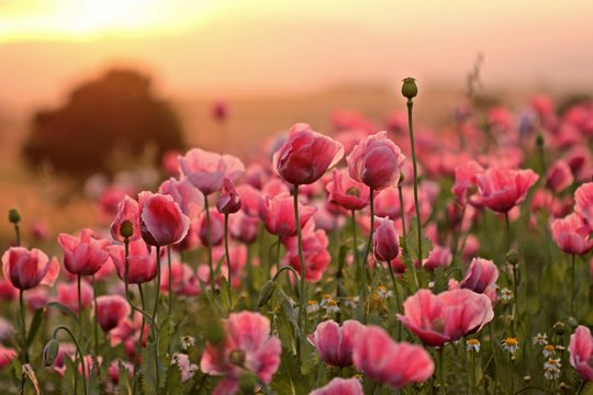 Schlafmohnbl&uuml;te (Papaver somniferum) in Germerode bei Sonnenaufgang