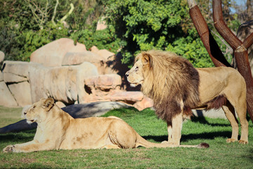 Lion