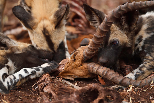 African Wild Dog or Painted Dog, Lycaon pictus, Zimanga Private Nature Reserve, KwaZulu Natal, South Africa