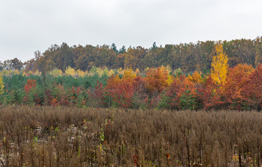 Fototapeta premium magnificent forest in autumn day