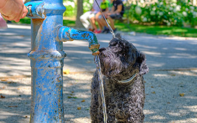 Head shot of Black dog drinking from a public fountain in a park, to hydrate during the heat wave in Europe. Zagreb, Croatia, June 2019