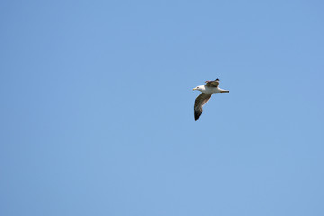 The seagull in the blue sky