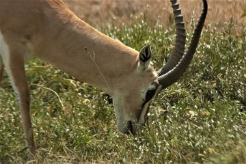 Antilope