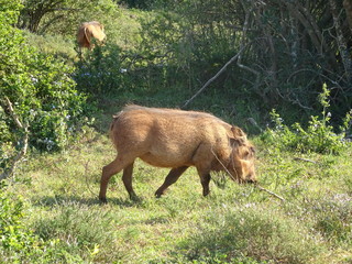 Facacoquero in Addo Elephant National Park South Africa