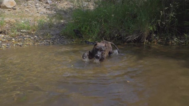 The dog swims in the river .Canary prey dog or canary bulldog