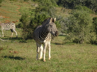 Fototapeta na wymiar Zebras in Addo Elephant Park South Africa