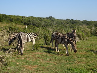 Obraz premium Zebras in Addo Elephant Park South Africa