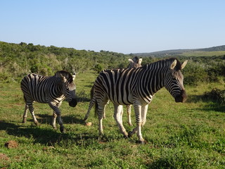 Zebras in Addo Elephant Park South Africa