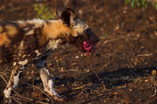 African Wild Dog or Painted Dog, Lycaon pictus, pup with an Impala heart in its jaws, Zimanga Private Nature Reserve, KwaZulu Natal, South Africa