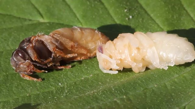 Larvae of queens of bees of different ages The larvae were removed from the exposed cocoons. These were not needed in the colony of developing insects.