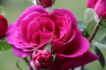 Makro einer pink Rose mit knospen umringt und grünem Hintergrund