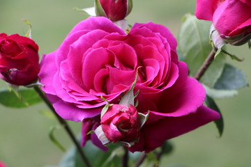 Makro einer pink Rose mit knospen umringt und grünem Hintergrund