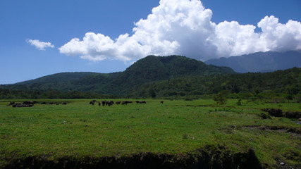 Fototapeta premium a herd of water buffalo on a grassy meadow in Arusha National Park in Tanzania