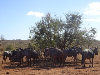 Herd of wildebeest under bush at Kruger National Park South Africa.