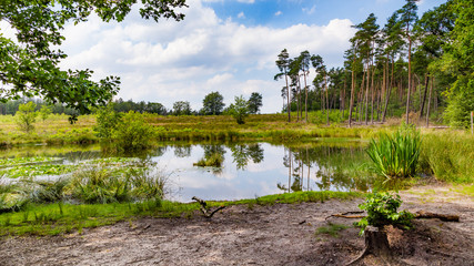 A beautiful little forest fen surrounded with trees near National park De Hoge Veluwe in the Netherlands
