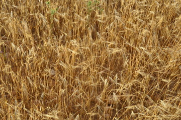 Champ de blé doré avant la moisson.