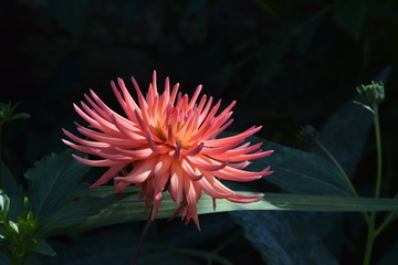 Dahlia