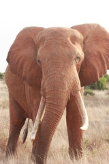 Roter Elefant