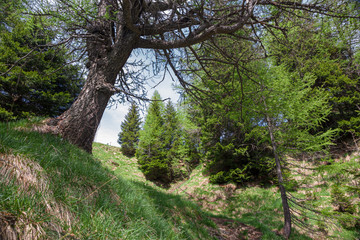 Alpine landscape with coniferous forests, in the upper Val di Blenio in Switzerland, in spring.