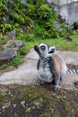 ワオキツネザル