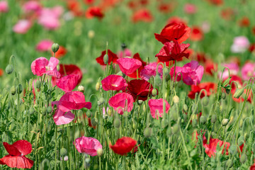 Fototapeta na wymiar Red and pink flower of corn poppy, Papaver rhoeas