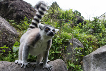 ワオキツネザル