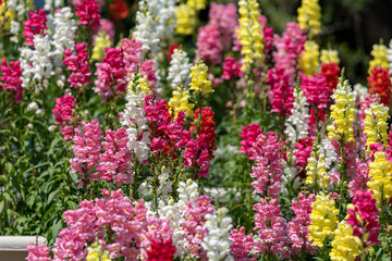 Obraz premium Colorful flower of Snapdragon, Antirrhinum majus