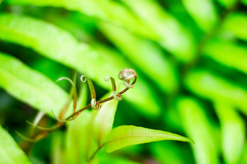 close up treetop green leaves background