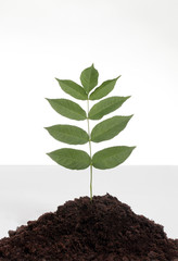 Kleine Pflanze in einem Erdhaufen , symbolisch für Wachstum