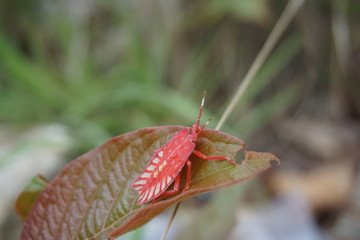 Tessaratomid stink bug nymph