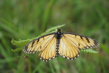 Yellow Coster butterfly on leaf