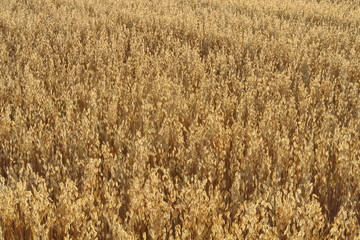 Champ de céréales dorées avant la moisson