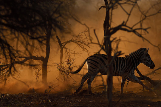 Running Zebra
