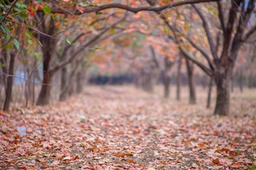 trees and leafs in autumn