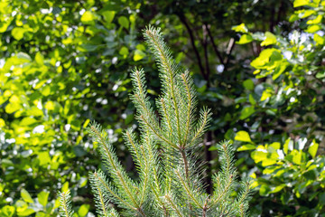 New and green pine twig.