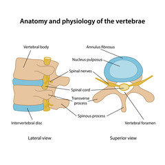 Anatomy and physiology of the vertebrae. Human vertebrae in superior and lateral views with main parts labeled. Vector illustration - obrazy, fototapety, plakaty