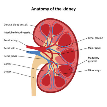 Anatomy of the human kidney with main parts labeled. Vector illustration.