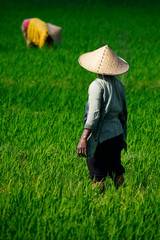 Balinese worker with bamboo hat care his rice field 