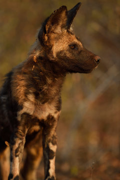 African Wild Dog scouts