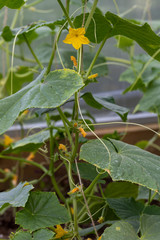 Unripe green cucumbers on a branch ripen in greenhouse