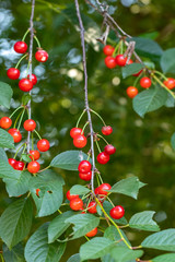 Cherry berries ripen on the branch