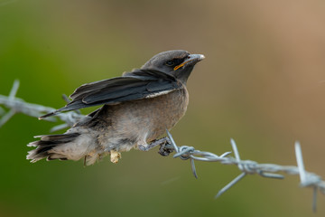 Juvenile Ashy Woodswallow perching on barb wire with blur green background