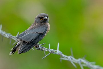 Juvenile Ashy Woodswallow perching on barb wire with blur green background