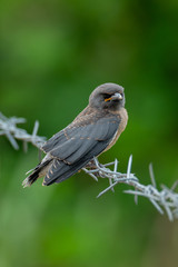 Juvenile Ashy Woodswallow perching on barb wire with blur green background