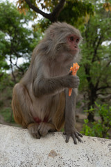 Monkey eating ice cream in nepal