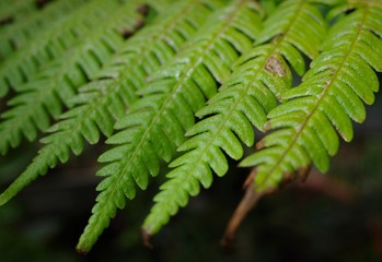 fern in forest
