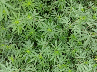 Cannabis leafs and plants