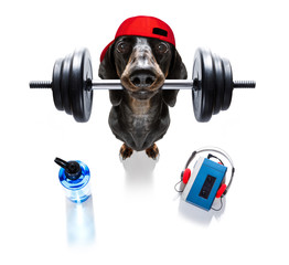 personal trainer dog